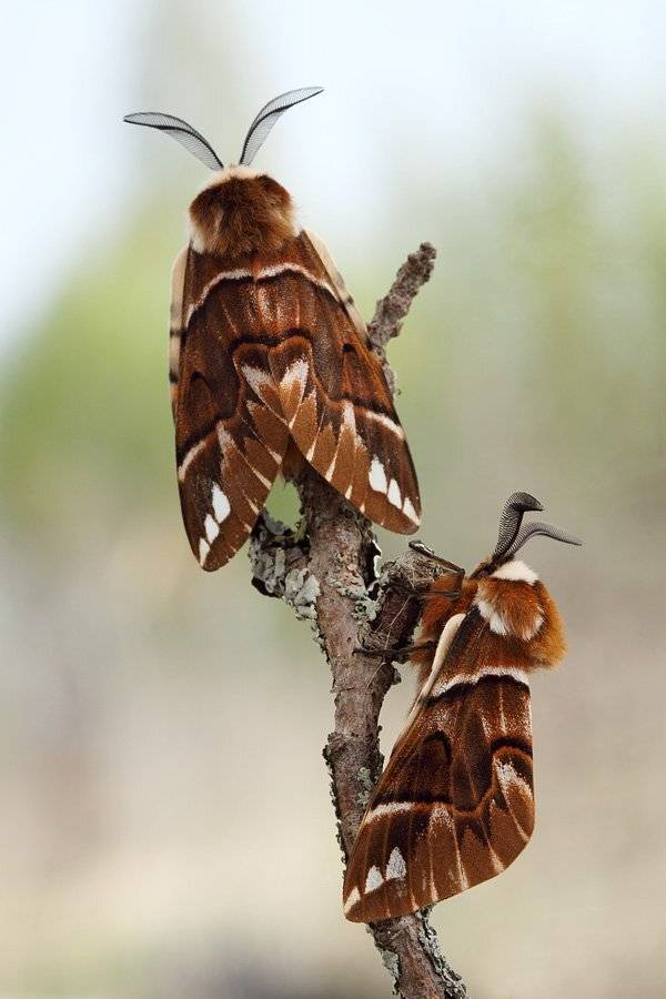 , Сергей Таланов