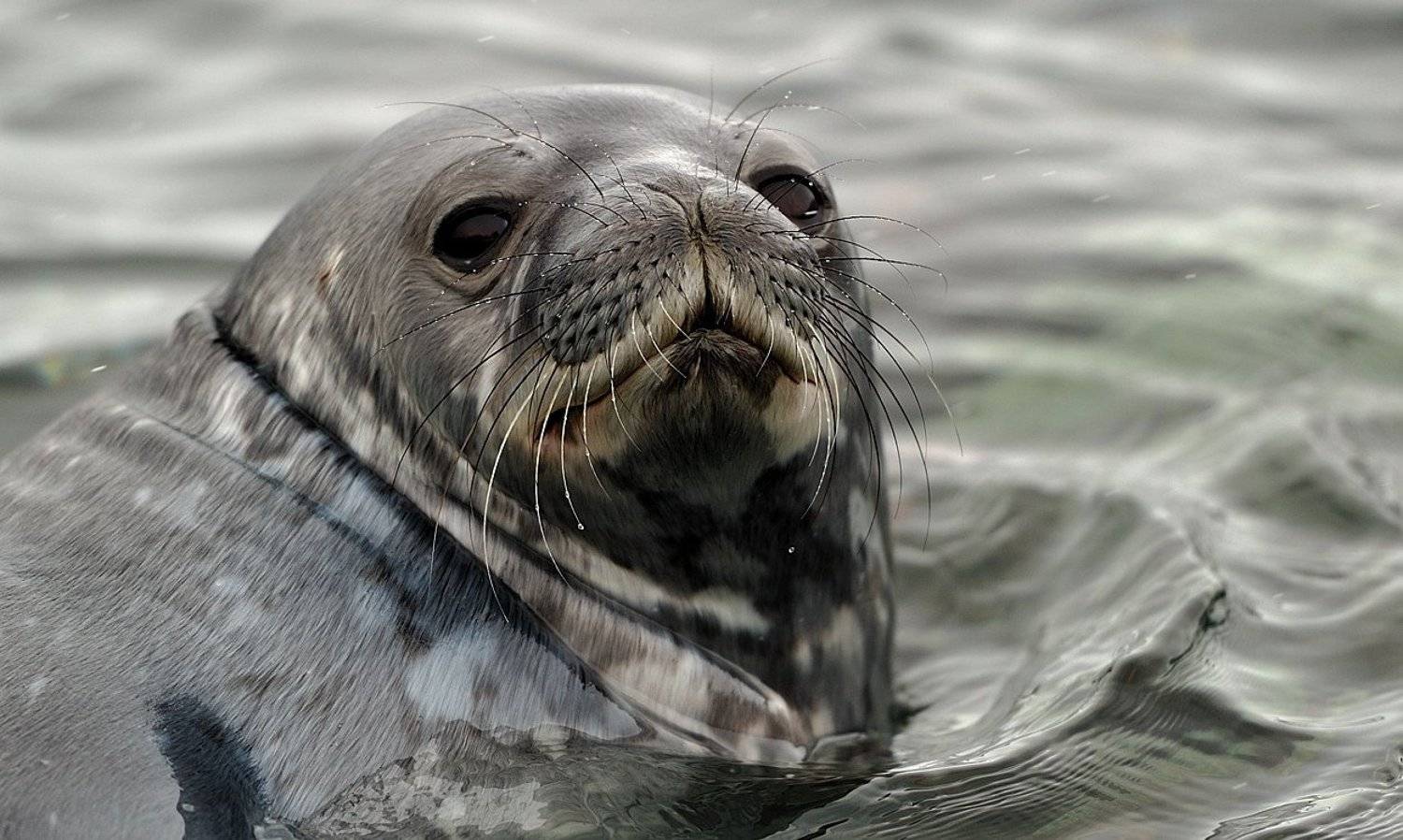 тюлень уэдделла, антарктика, king georg island, Руслан Елисеев