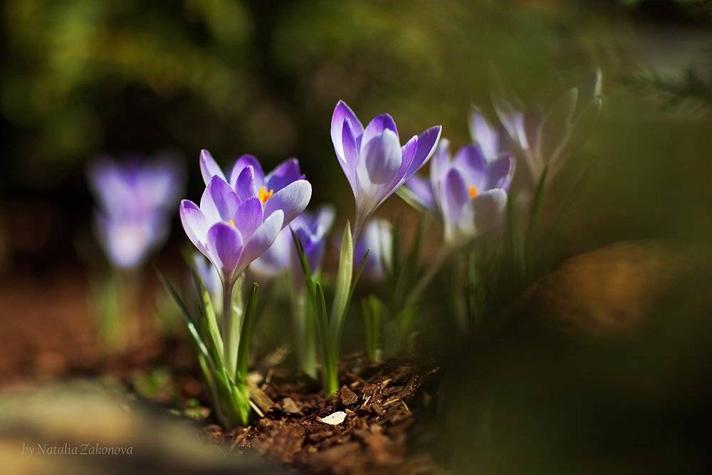 , Наталья Законова