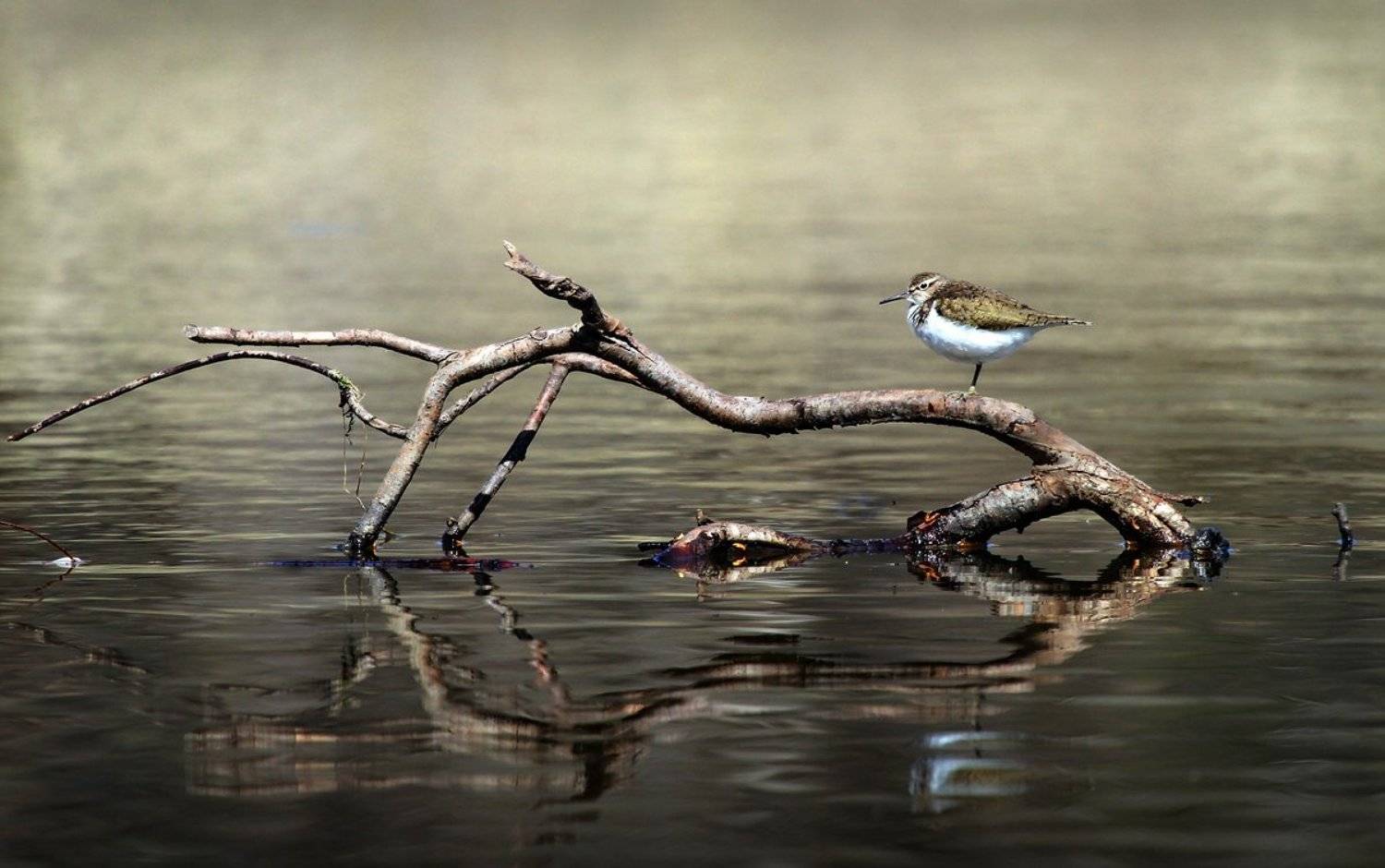 , Васенин Валерий