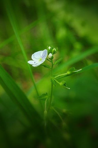 Чуть-чуть про весну...