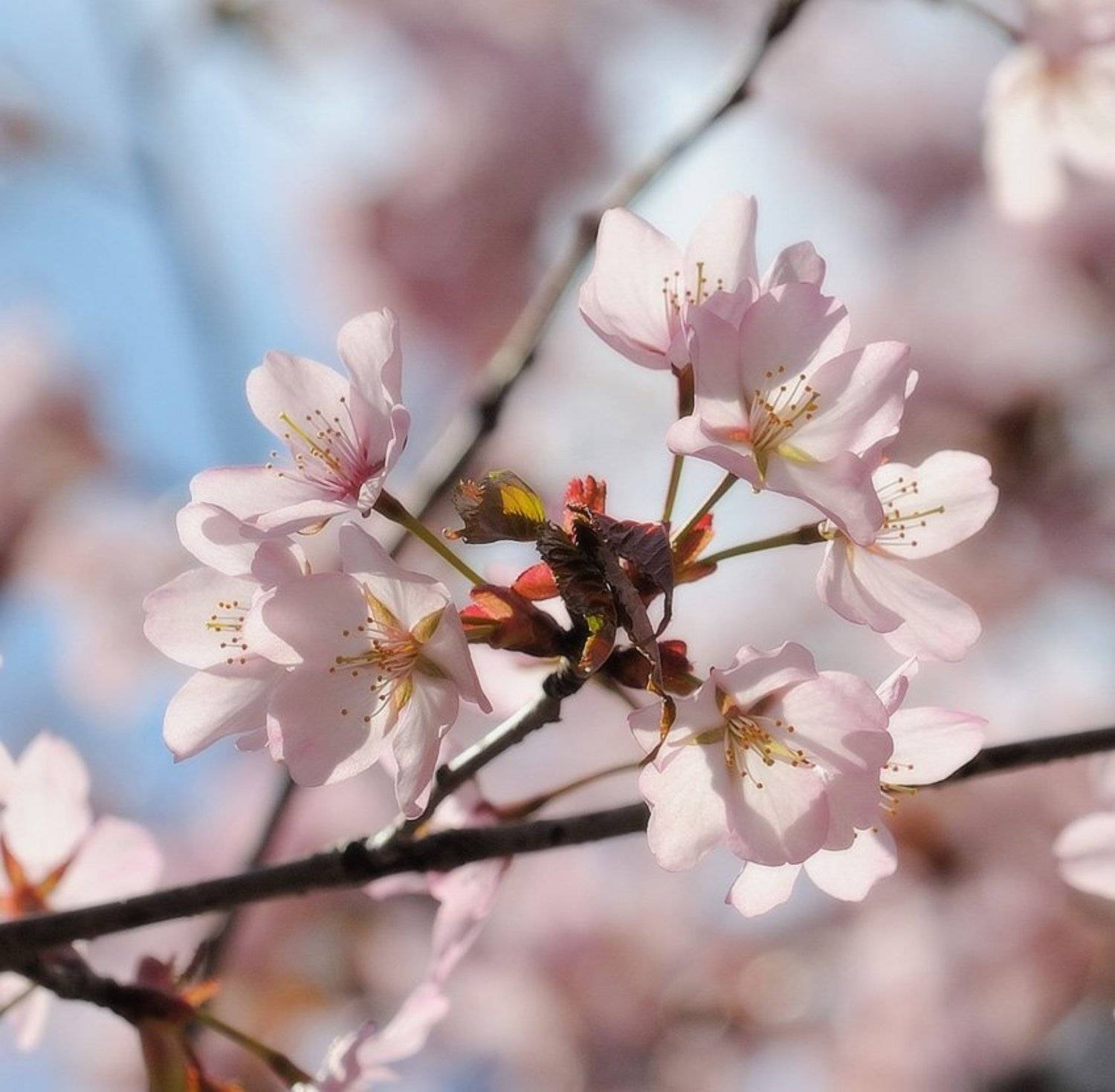 , Сергей Седов