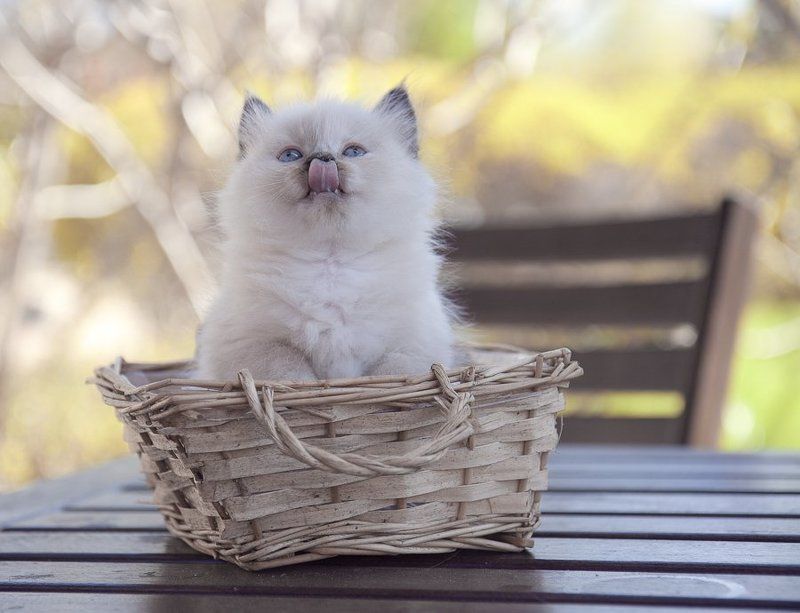 кошки, котята 38 дней спустя фото превью