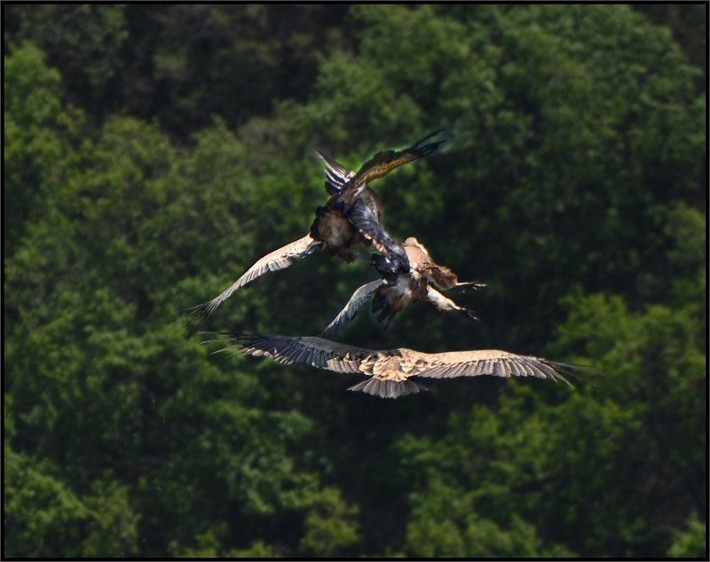 крымский, белоголовый, сип Я же тебя предупреждал, к ней не приближайся ...! фото превью