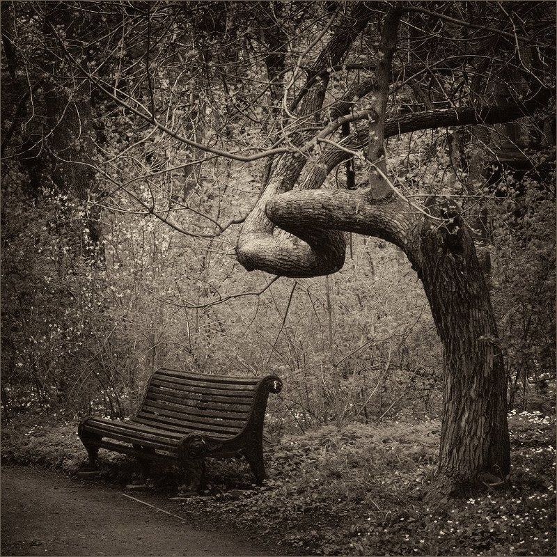 старый, парк в парке старом фото превью