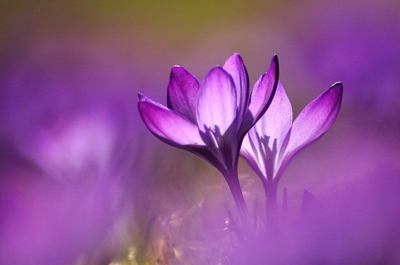 :-) фото превью