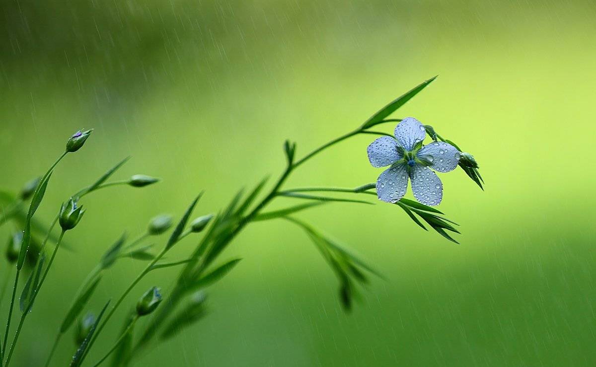 макро, луг, цветы, дождь, iryna