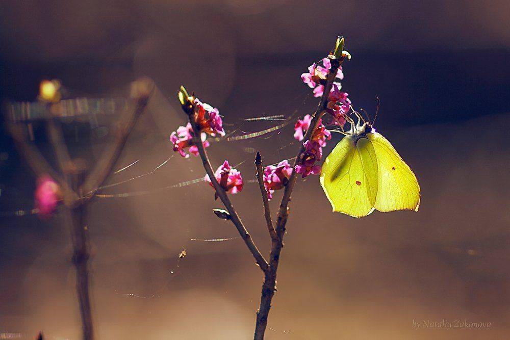 , Наталья Законова