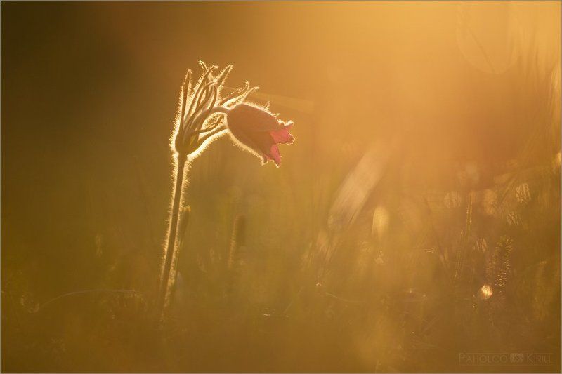 Оранжевый туман фото превью