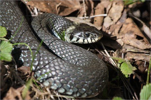 Подснежник