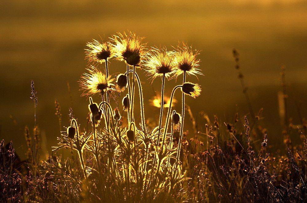 , Дeнис Бoдрoв