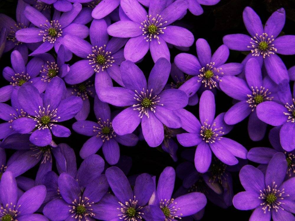 цветы, Юлия Володина