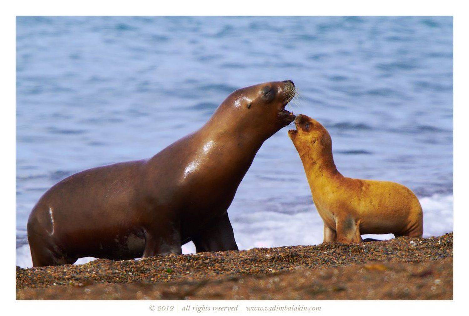 аргентина, мосркой лев, Vadim Balakin
