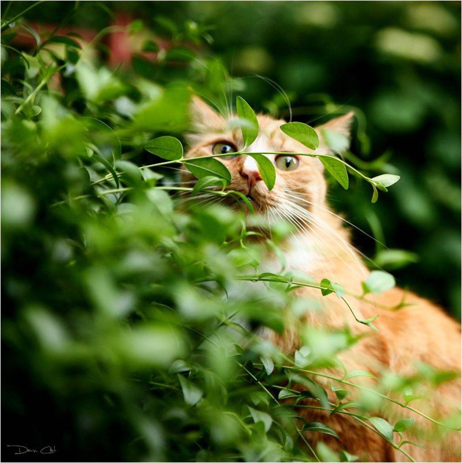 кот, прятки, здесь, никого, нет, Darn Cat