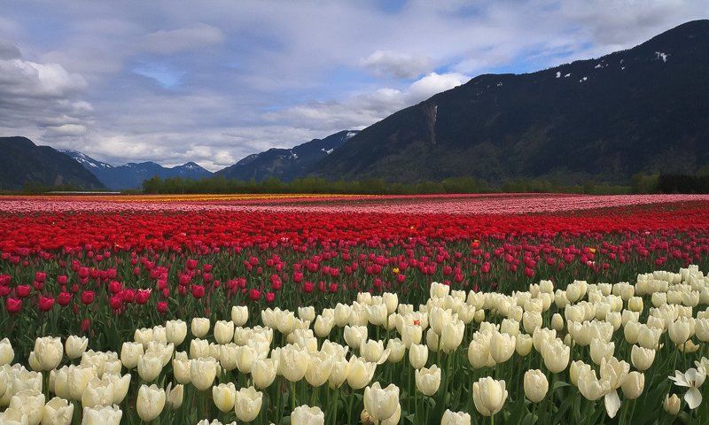Зайдите на цветы взглянуть... фото превью
