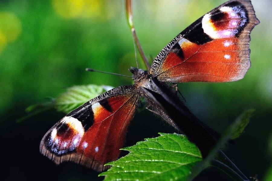 , Светлана Щемелева