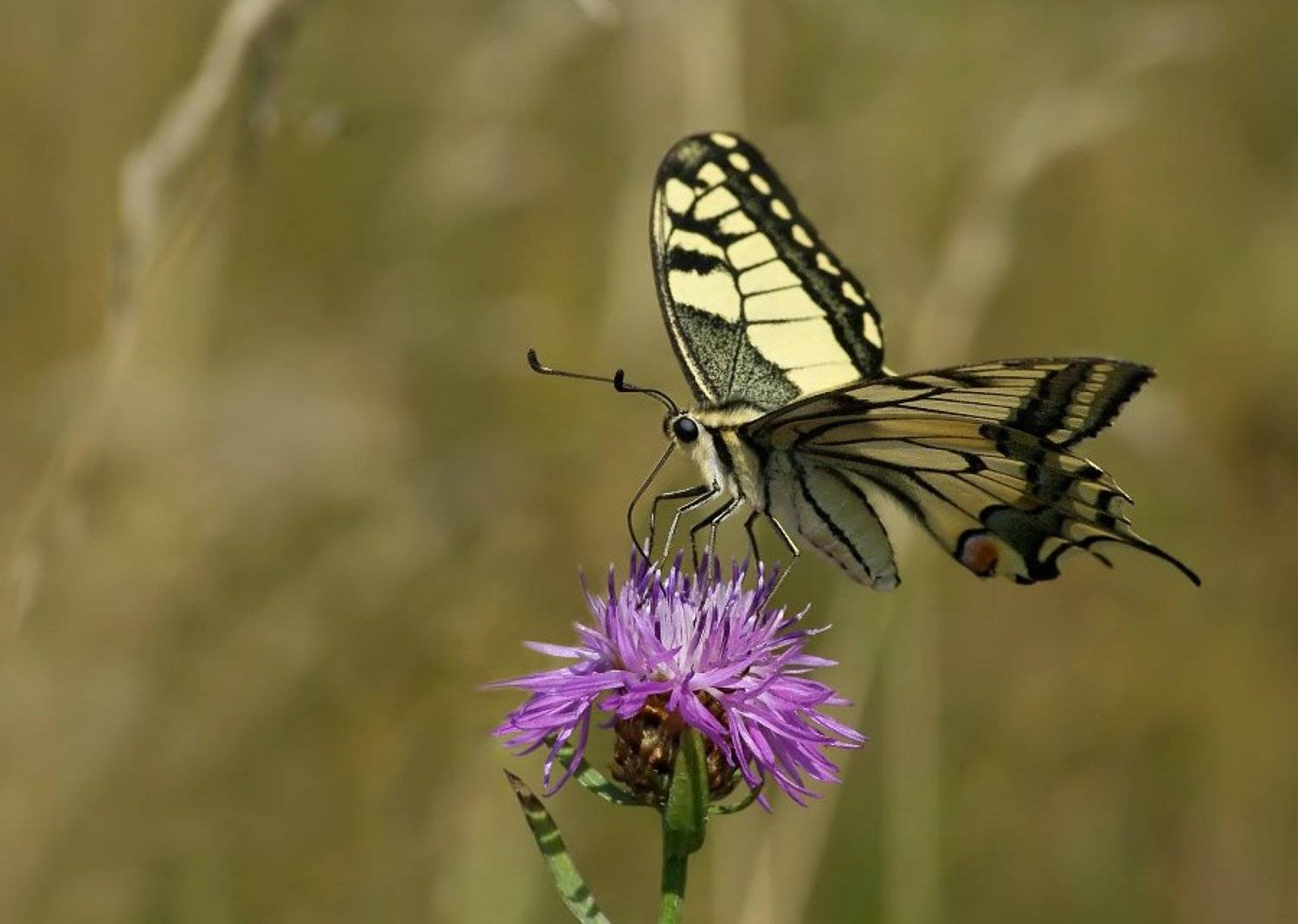бабочка, махаон, Cheplenko Aleksey