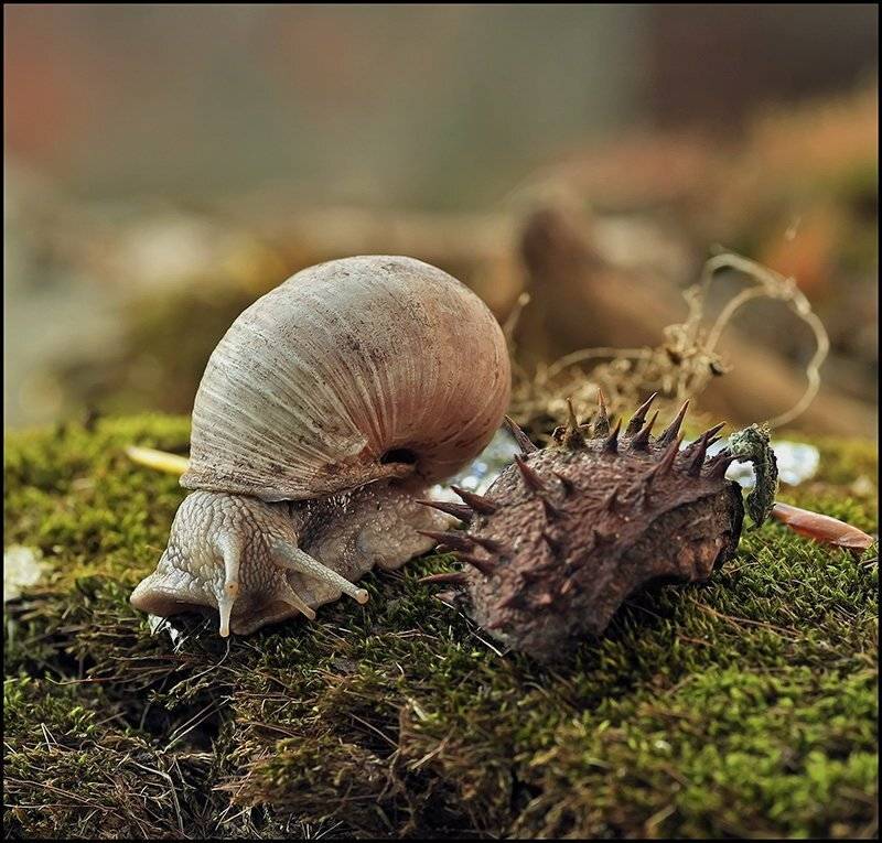 , Андрей Осокин