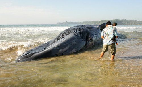 Гибель кита