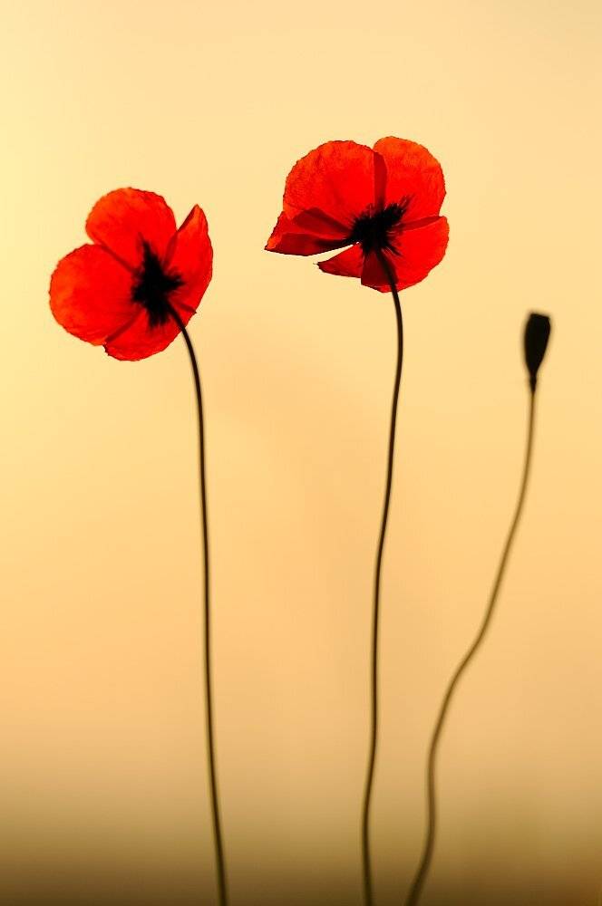 , Дeнис Бoдрoв