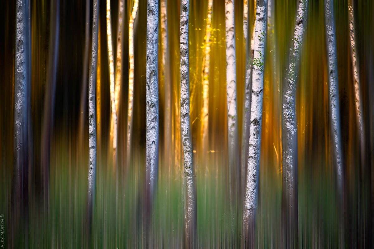 березки, весна, Alexander Martynov