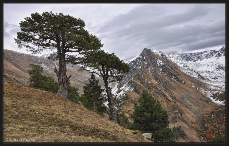 кавказ, кчр, шхуанта, горы, сосны Говорящие с ветром... фото превью