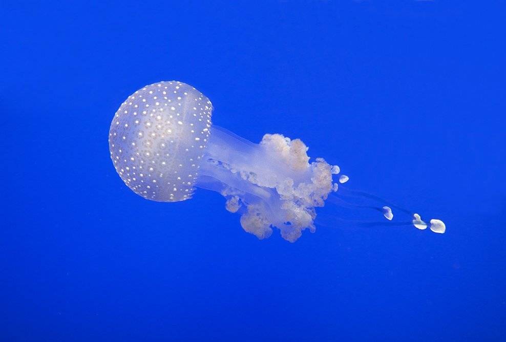 , Марченко Дмитрий