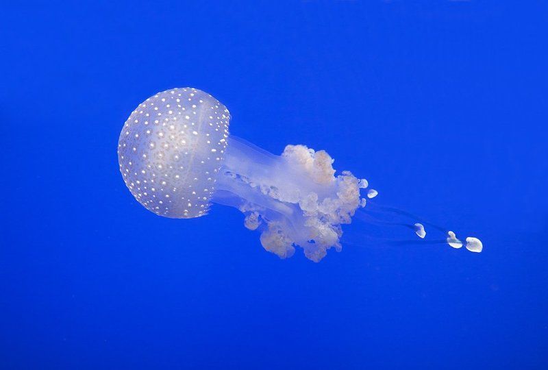 * фото превью