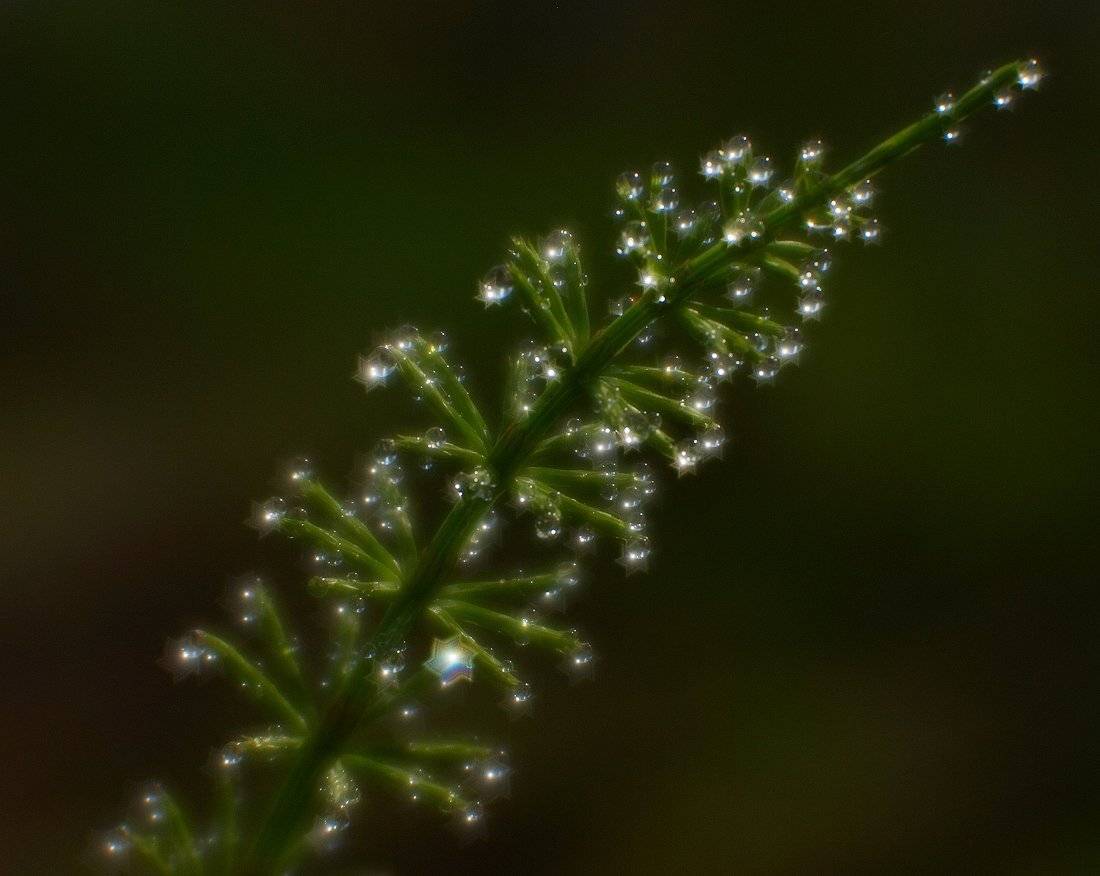 , Владимир Перепечаев