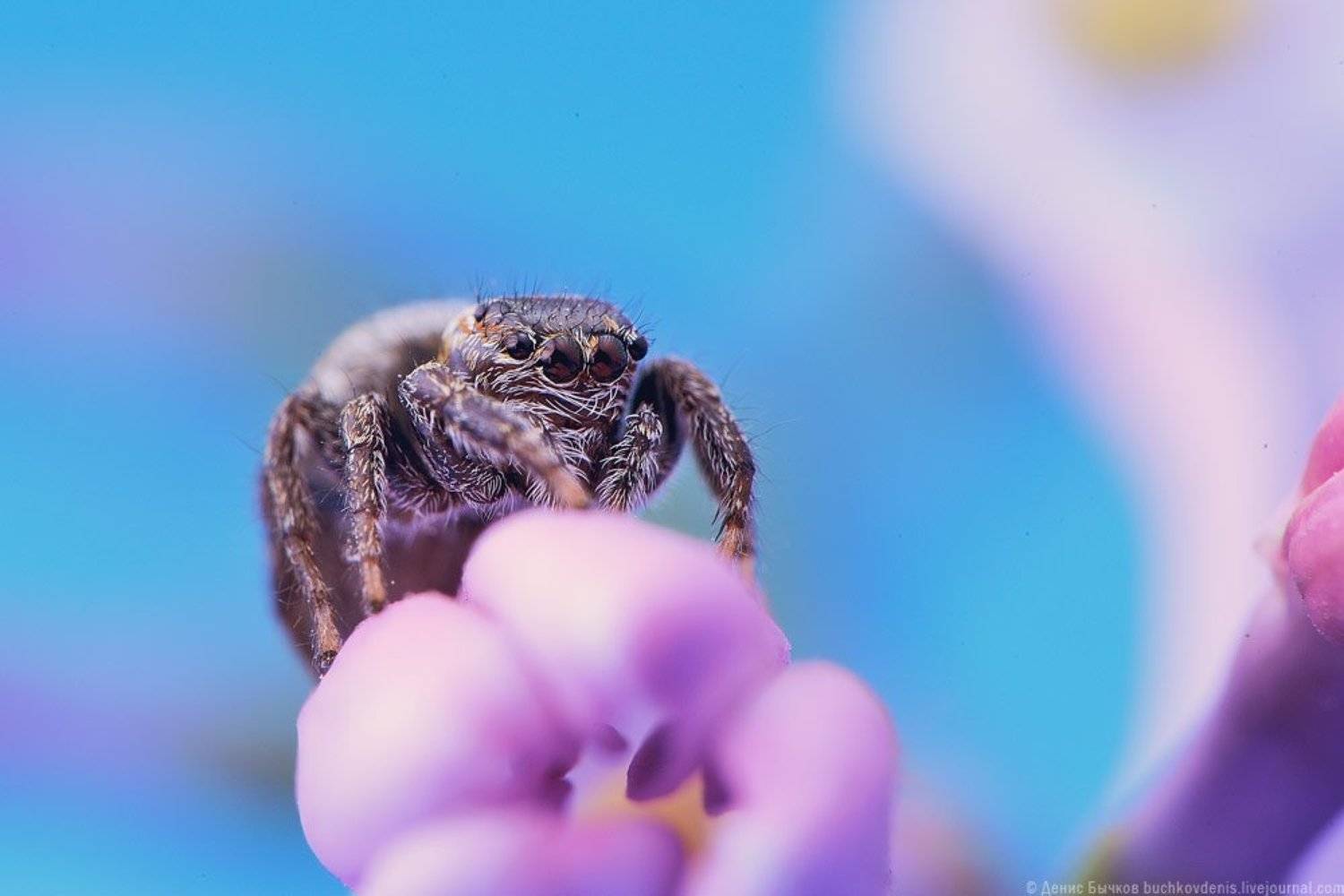 макро, паук, Бычков Денис