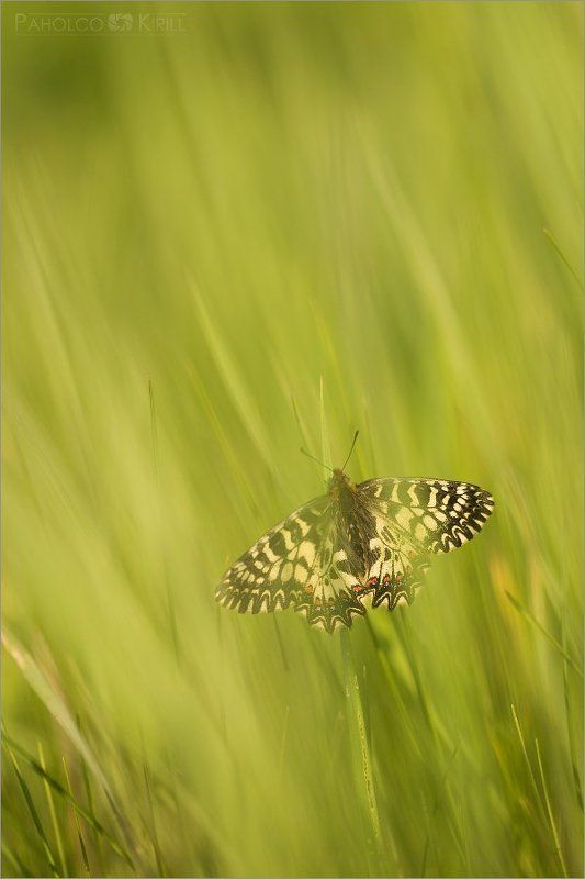 В траве фото превью