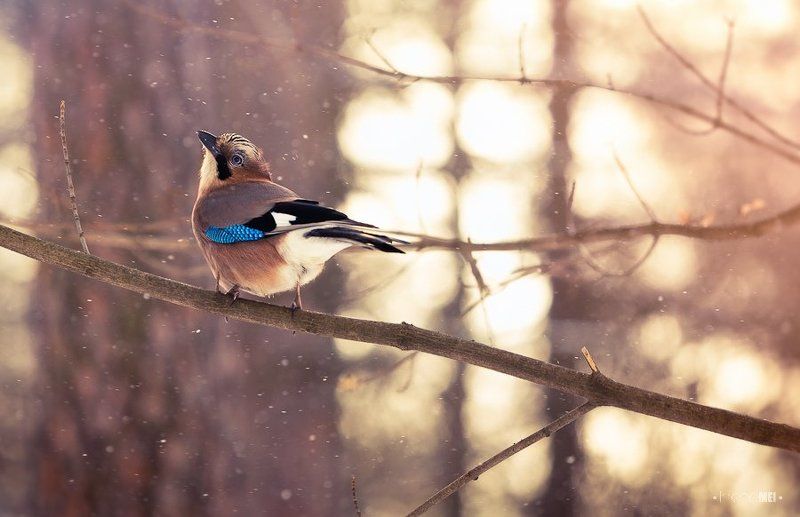 light, bokeh, bird, canon, nature, tree, animals, jay Morning Light фото превью