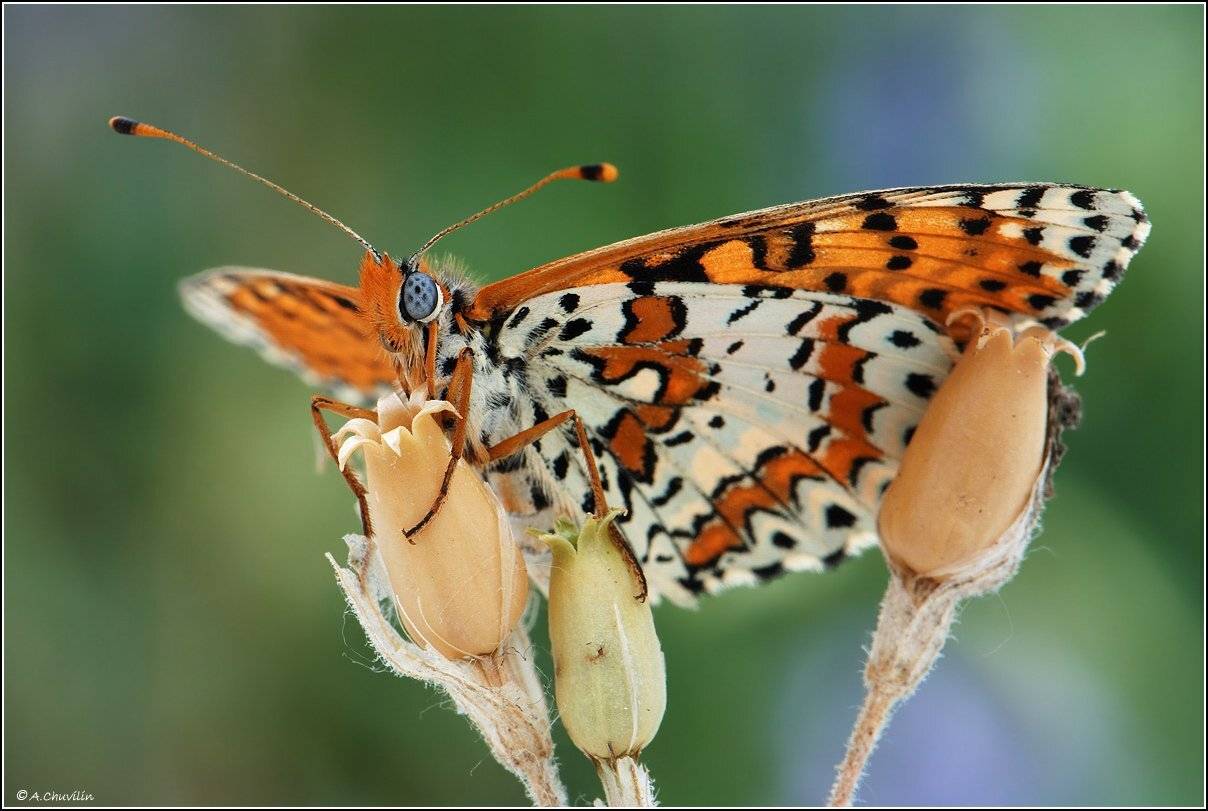 бабочка,дидима,шашечница,сухие,коробочки, Александр Чувилин