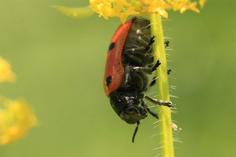 macro Big small things фото превью