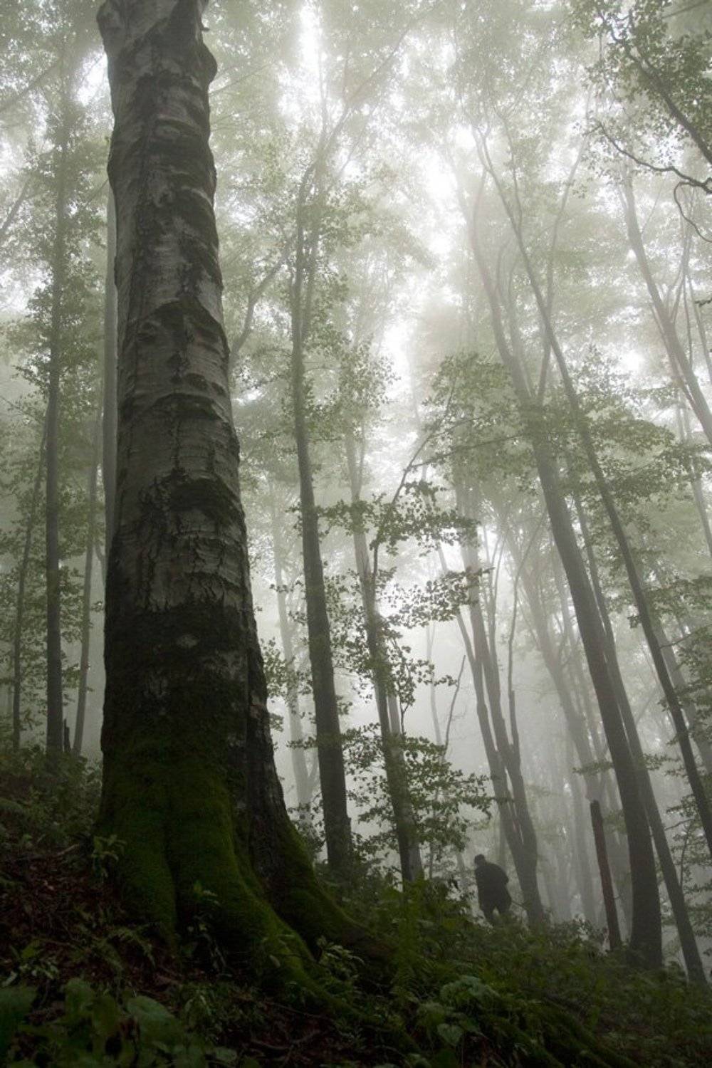 карпаты***, Igor