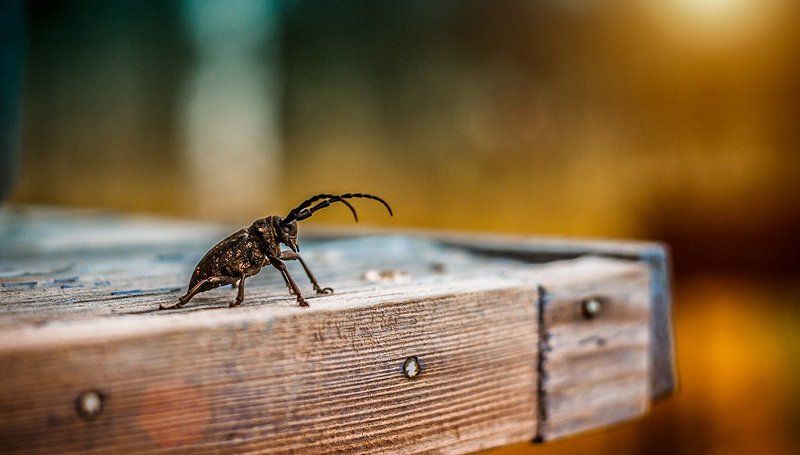 Между ангелом и насекомым фото превью