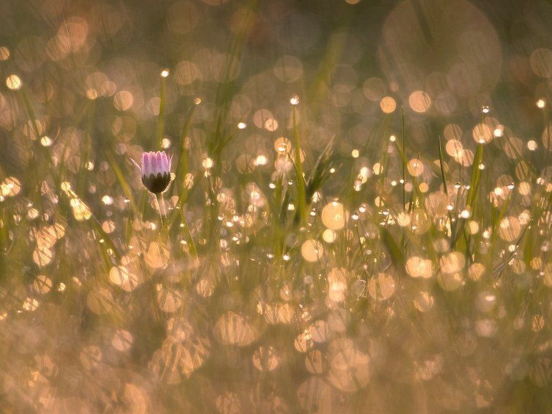 В утренней росе фото превью