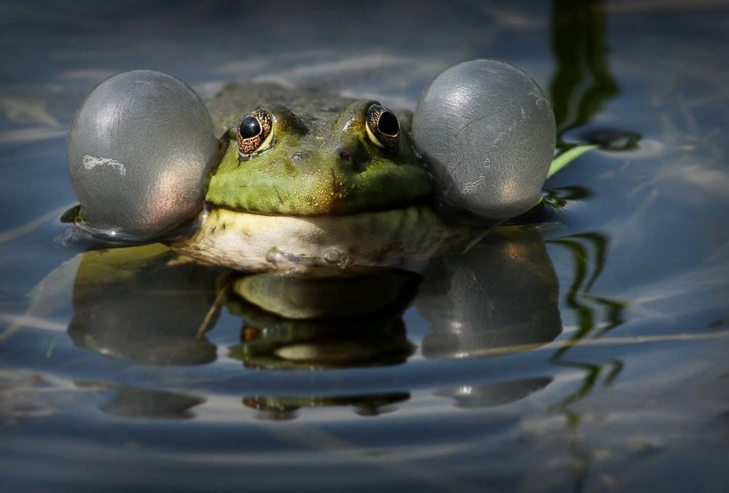 , Зоя Лаптева