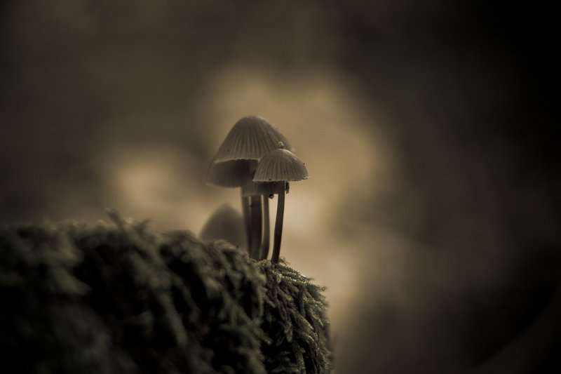 Umbra фото превью