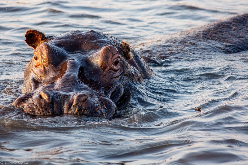 Hipo фото превью