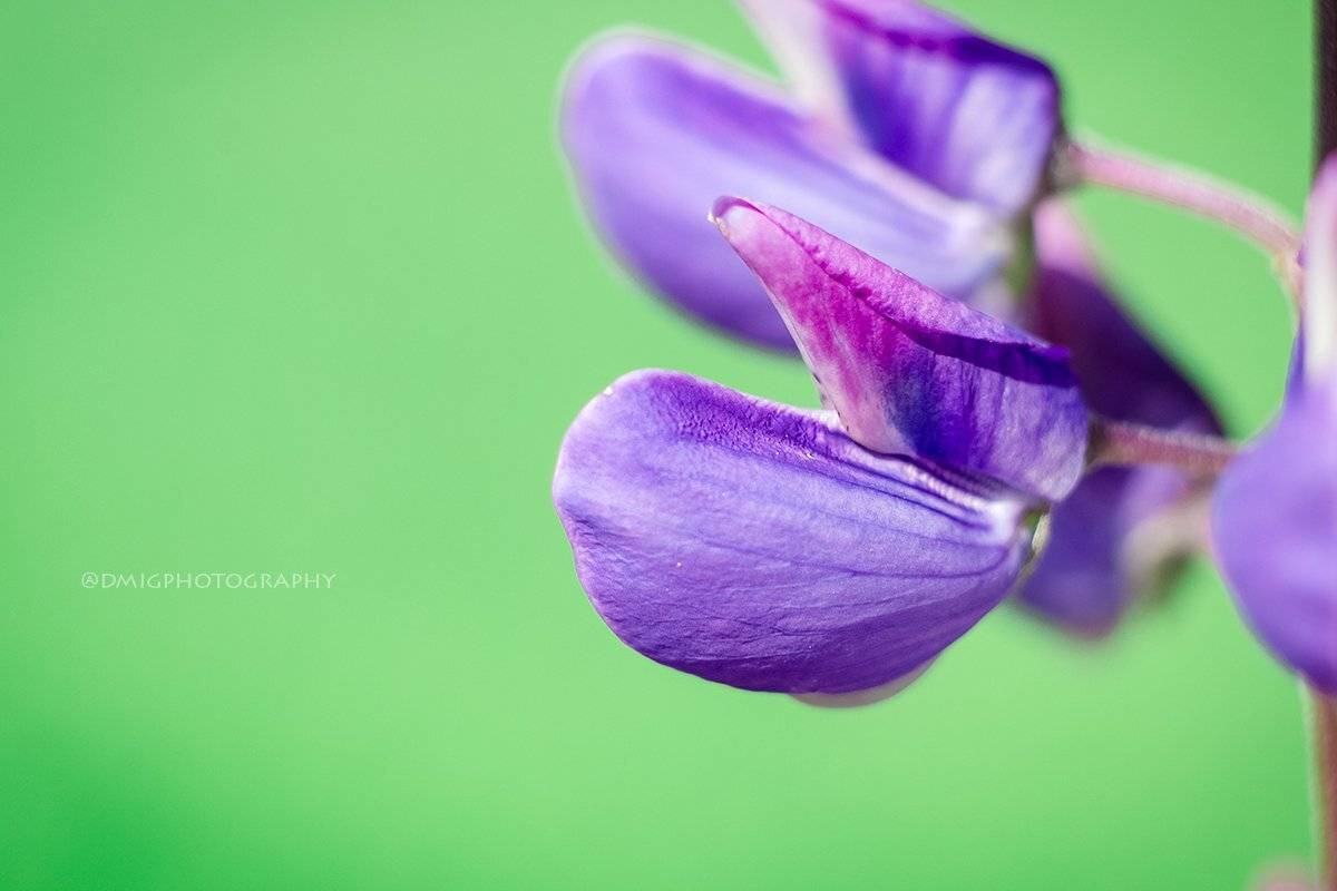 макро, цветы, природа, макромир, макросъёмка, гелиос44_2, осень, солнце, растение, фон, , Дмитрий Гусалов