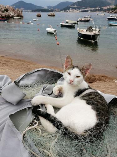 Montenegro cat