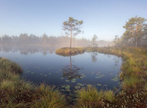 Утрона болоте