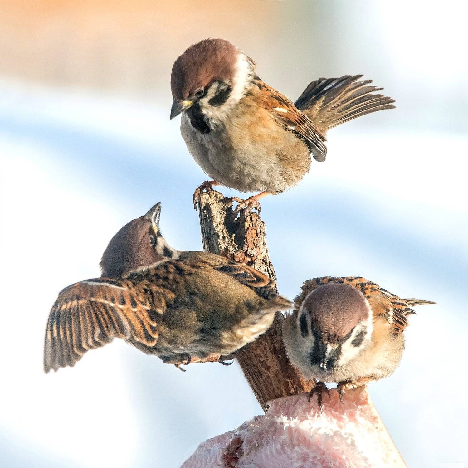 , Михаил Белоусов