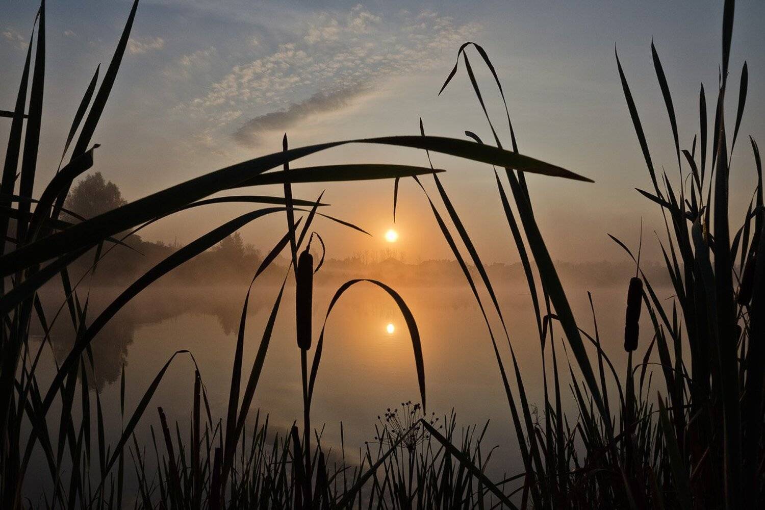 утро, рассвет, рогоз, природа, архангельское, Михаил Агеев