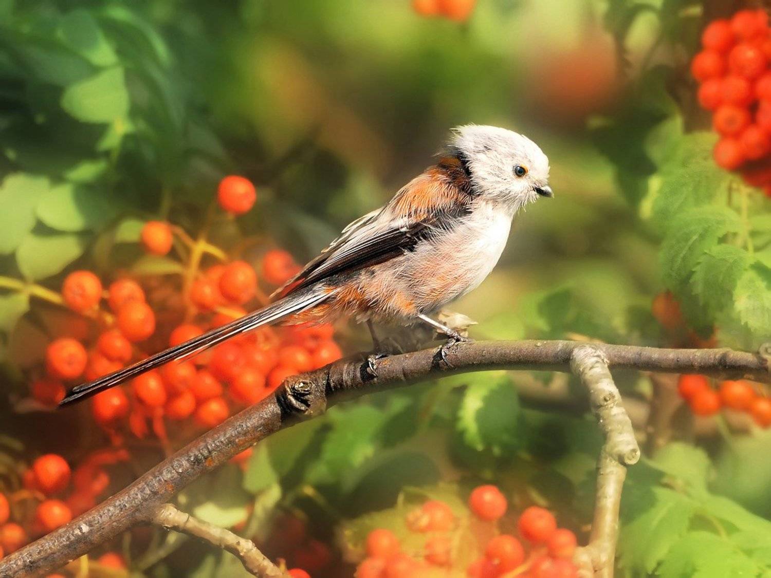 природа, фотоохота,  птицы, животные, осень, vladilenoff