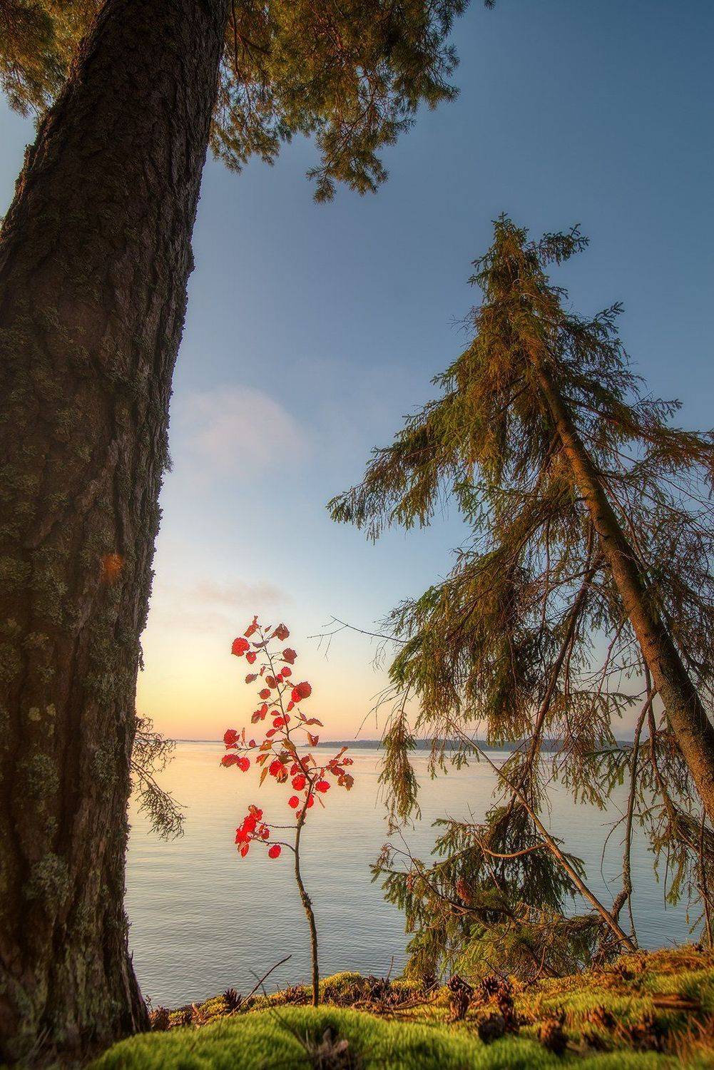 , Федотов Антон