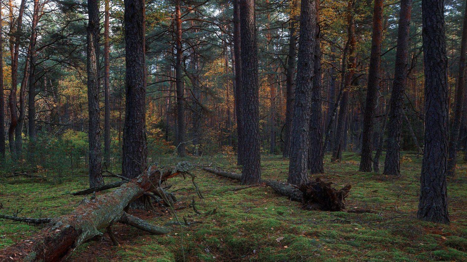 осень, лес, сосны, бор, мох, Михаил Кушнер