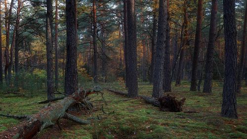 Осень в сосновом бору