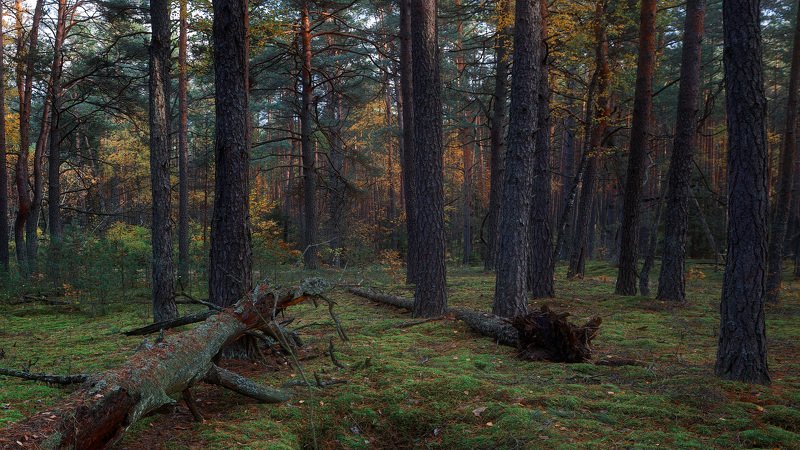 осень, лес, сосны, бор, мох Осень в сосновом бору фото превью